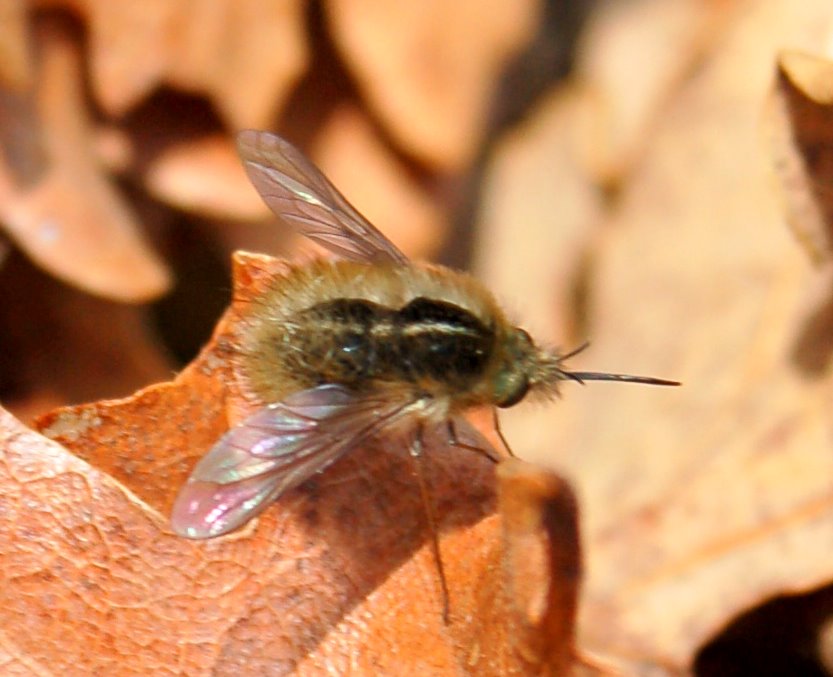 Bombylius discolor e Bombylius minor