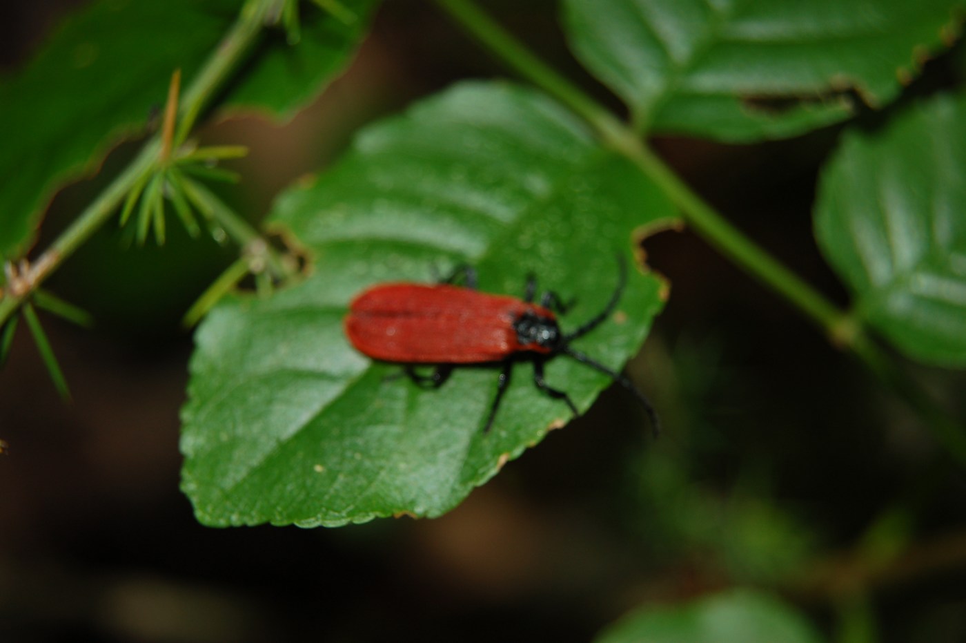 Lygistopterus anorachilus