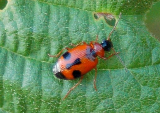 Lebia trimaculata (Coleoptera, Carabidae)
