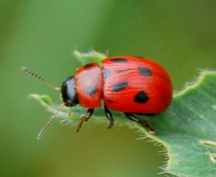 Gonioctena fornicata (Coleoptera, Chrysomelidae)