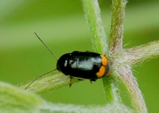 Cryptocephalus renatae, C. etruscus e Pachybrachis exclusus etruscus