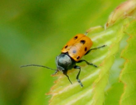 Cryptocephalus renatae, C. etruscus e Pachybrachis exclusus etruscus