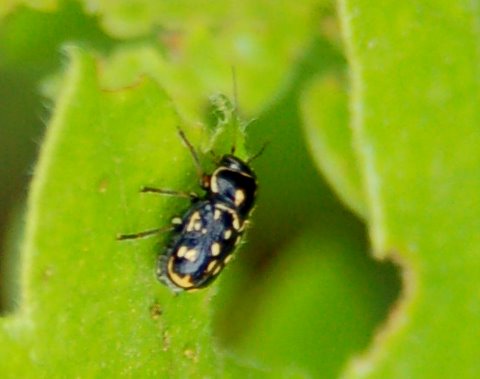 Cryptocephalus renatae, C. etruscus e Pachybrachis exclusus etruscus