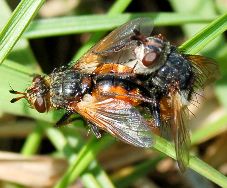 Tre Tachinidae