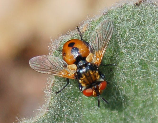 Tre Tachinidae