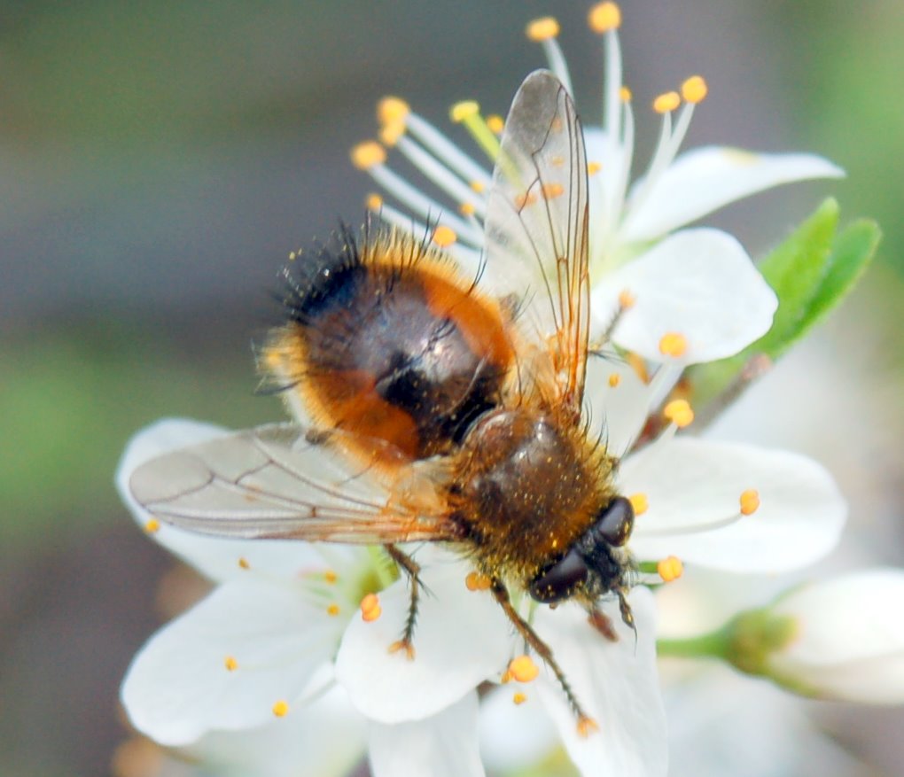Tre Tachinidae