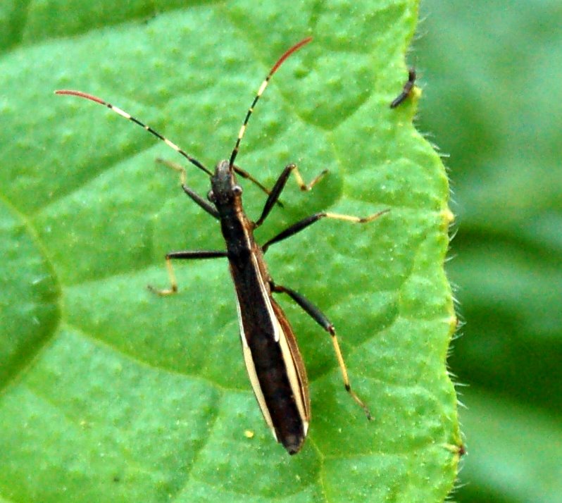 Micrelytra, Camptopus, Dyroderes, Harpocera (Heteroptera)