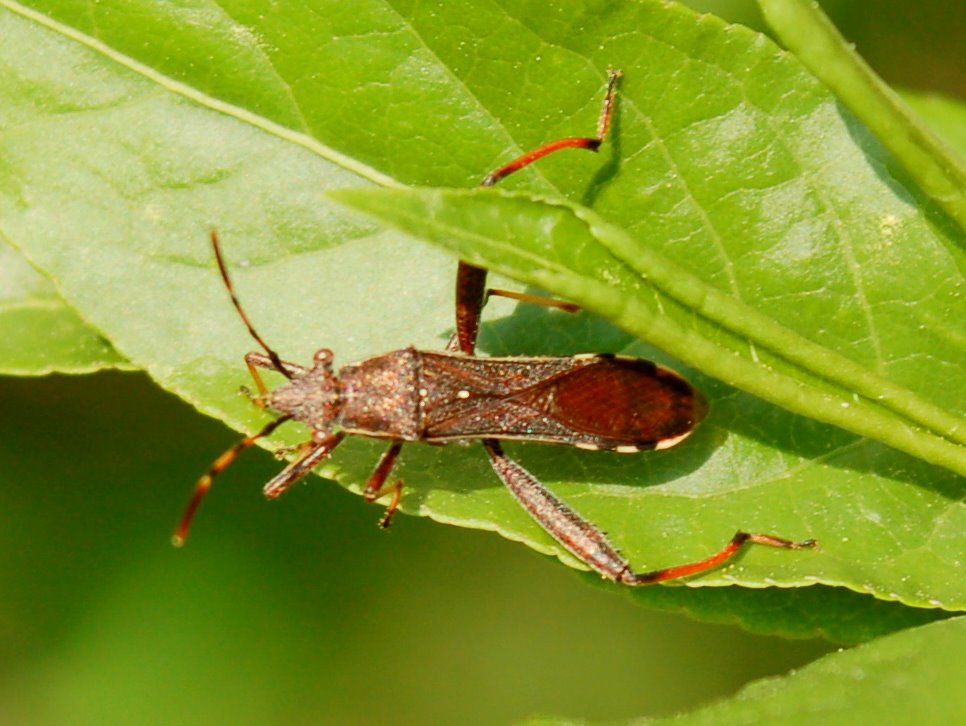 Micrelytra, Camptopus, Dyroderes, Harpocera (Heteroptera)