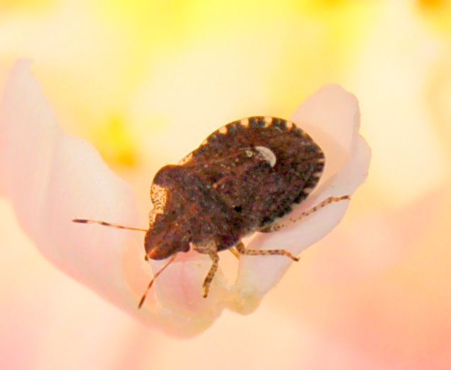 Micrelytra, Camptopus, Dyroderes, Harpocera (Heteroptera)