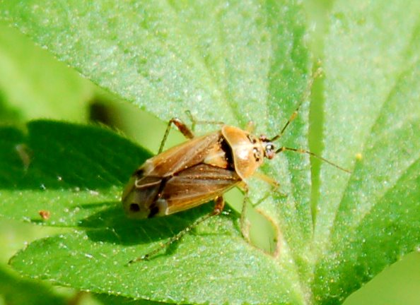 Micrelytra, Camptopus, Dyroderes, Harpocera (Heteroptera)