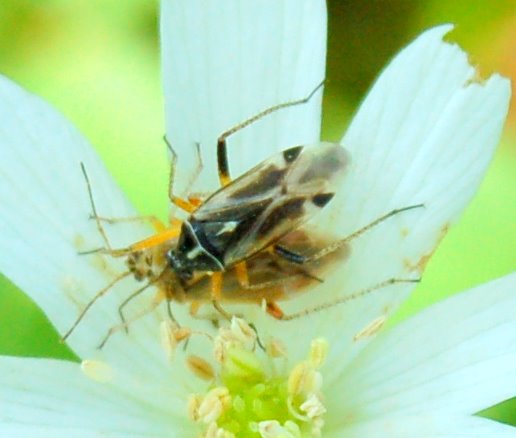 Micrelytra, Camptopus, Dyroderes, Harpocera (Heteroptera)