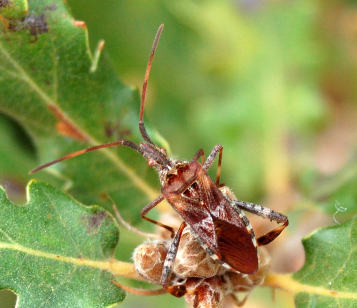 Maccevethus sp. e Lygus sp.