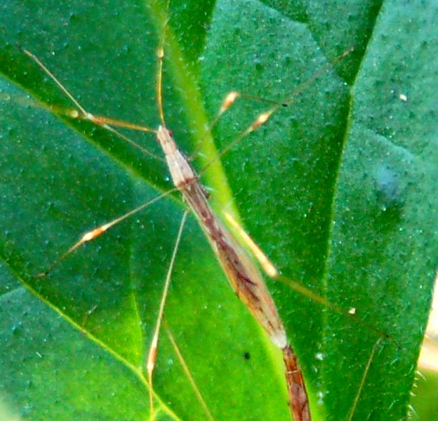 Apoplymus pectoralis (Heteroptera, Berytidae)
