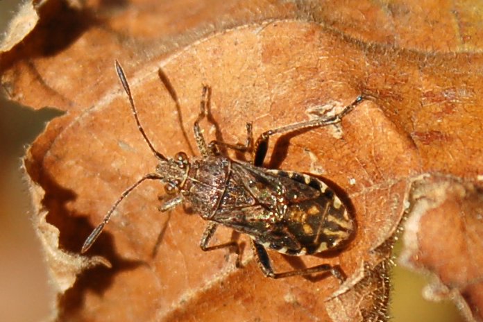 Stictopleurus punctatonervosus (Heteroptera, Rhopalidae)