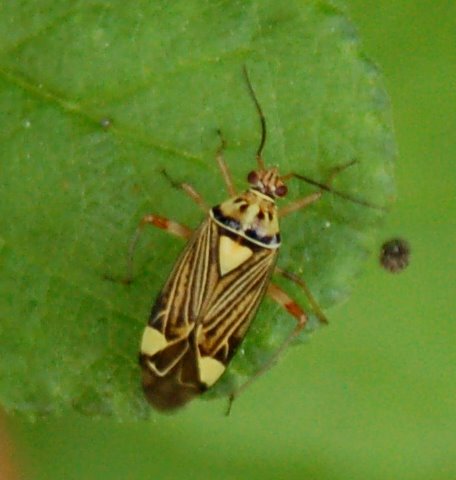 Eterottero striato: Rhabdomiris (Heteroptera, Miridae)