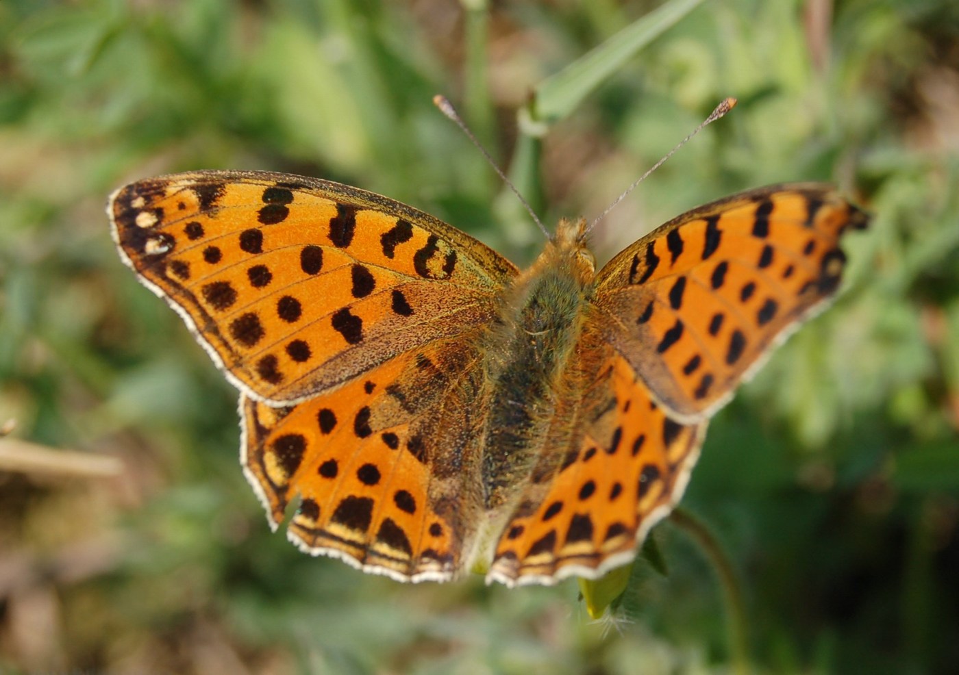 Farfalle arancioni