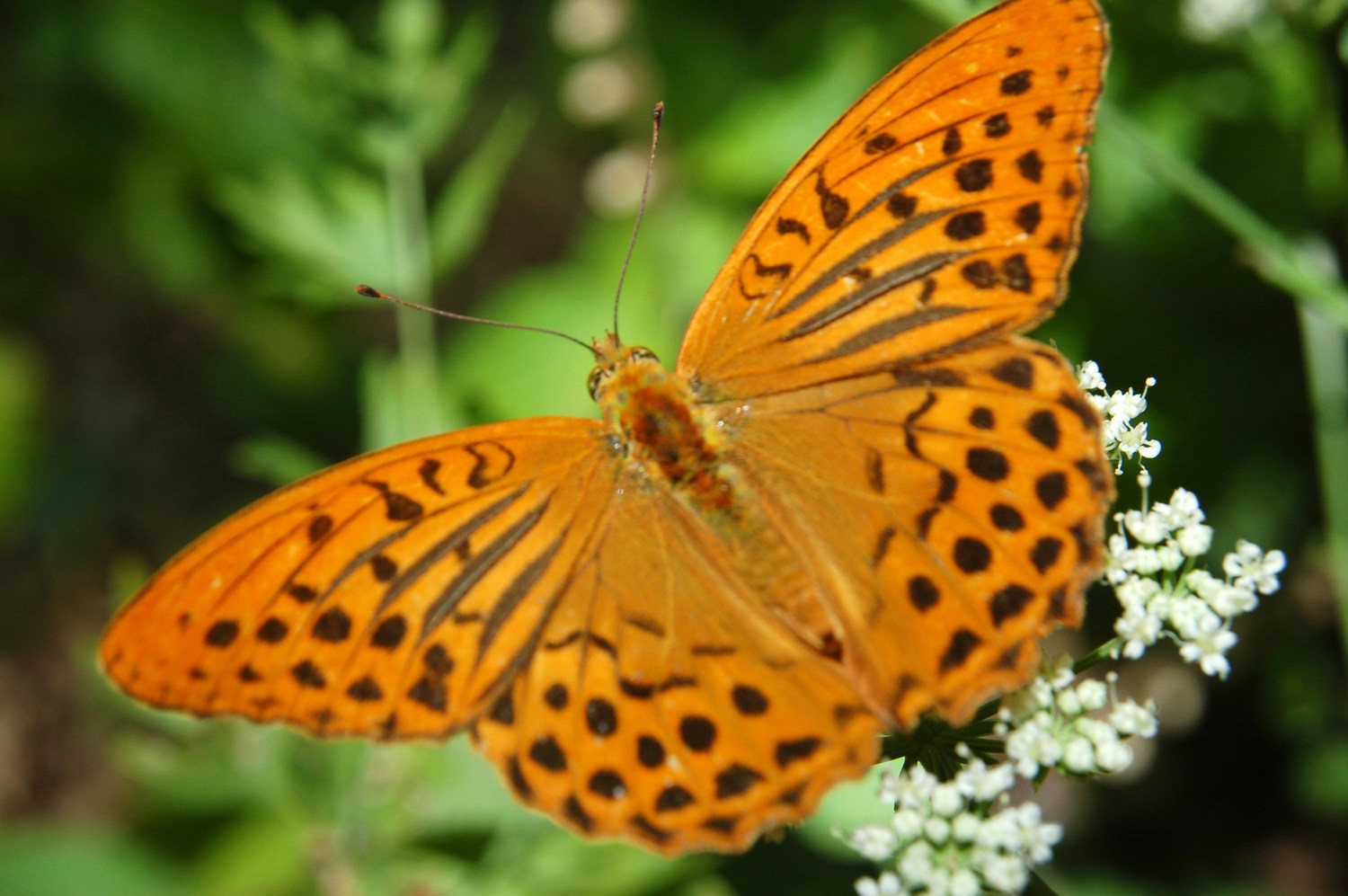 Farfalle arancioni