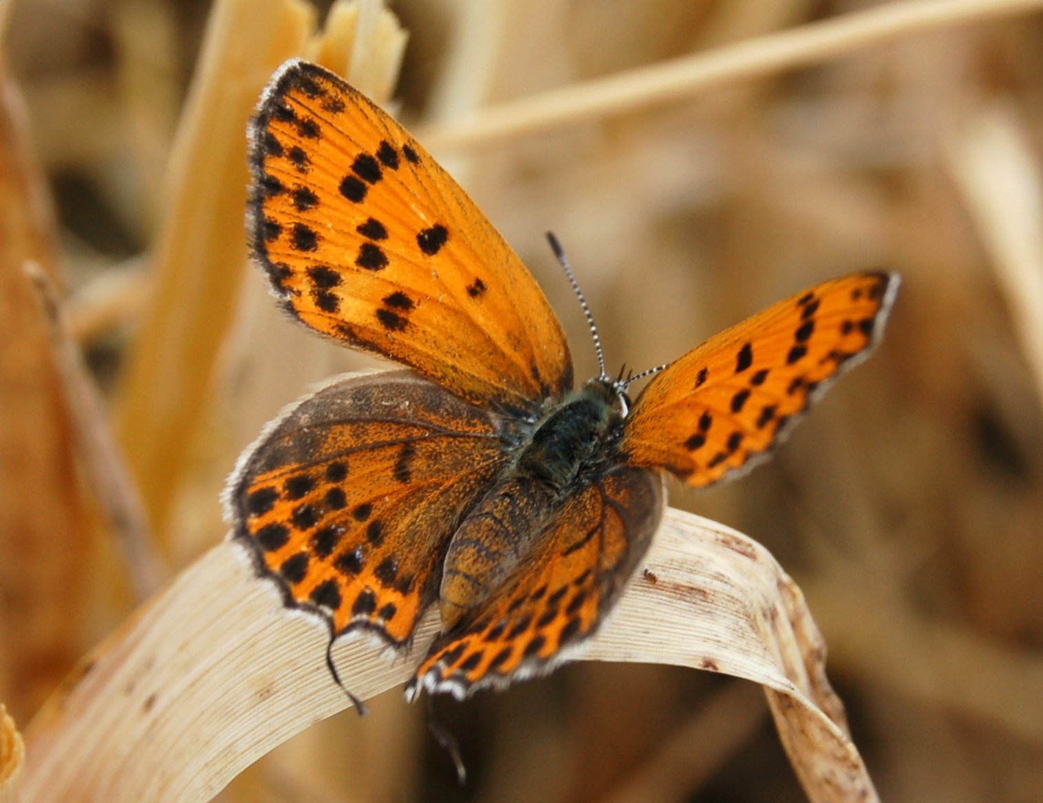 Farfalle arancioni