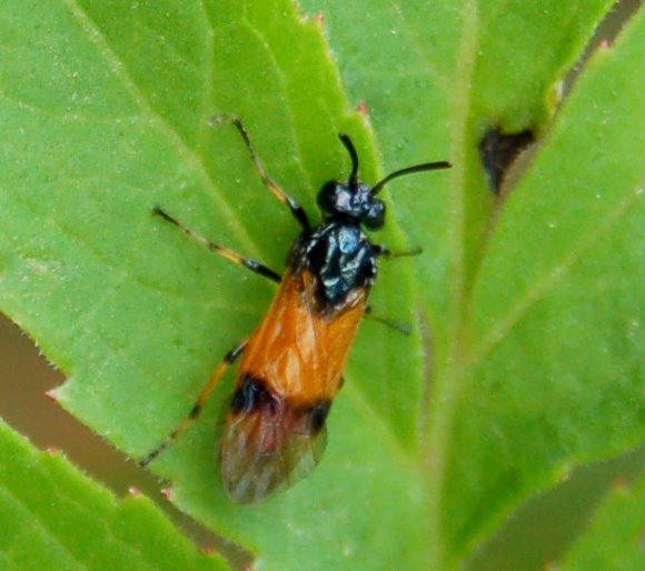 Alcuni Argidae e Tenthredinidae