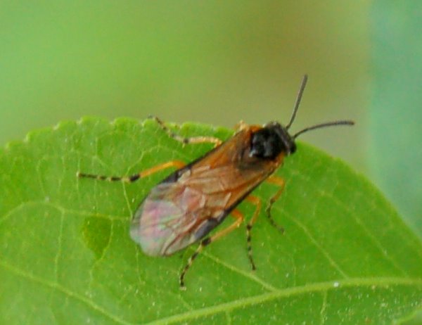 Alcuni Argidae e Tenthredinidae