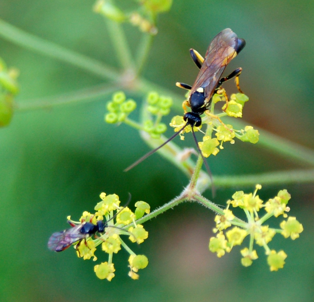 Icneumonide Amblyteles armatorius