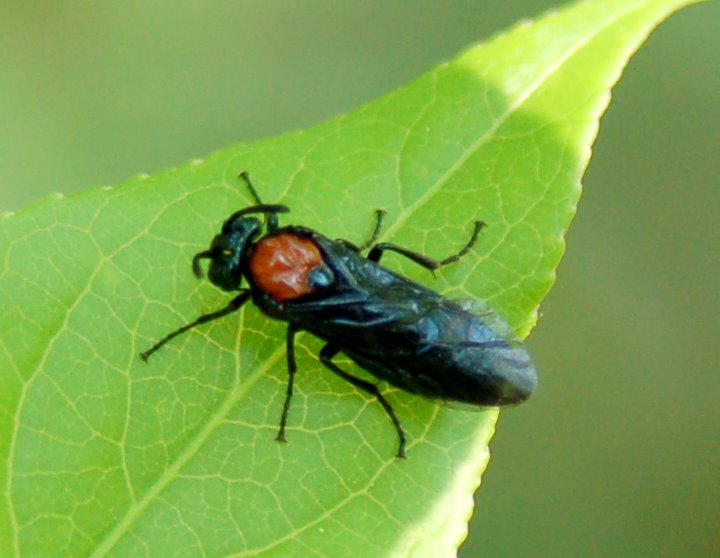 Alcuni Argidae e Tenthredinidae