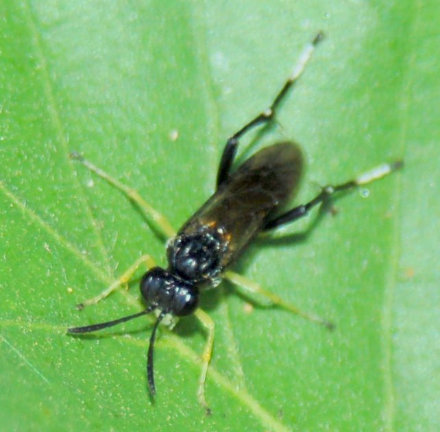 Alcuni Argidae e Tenthredinidae