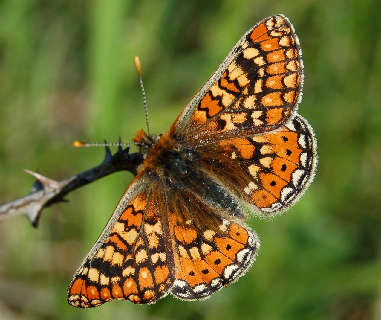 Euphydryas aurinia