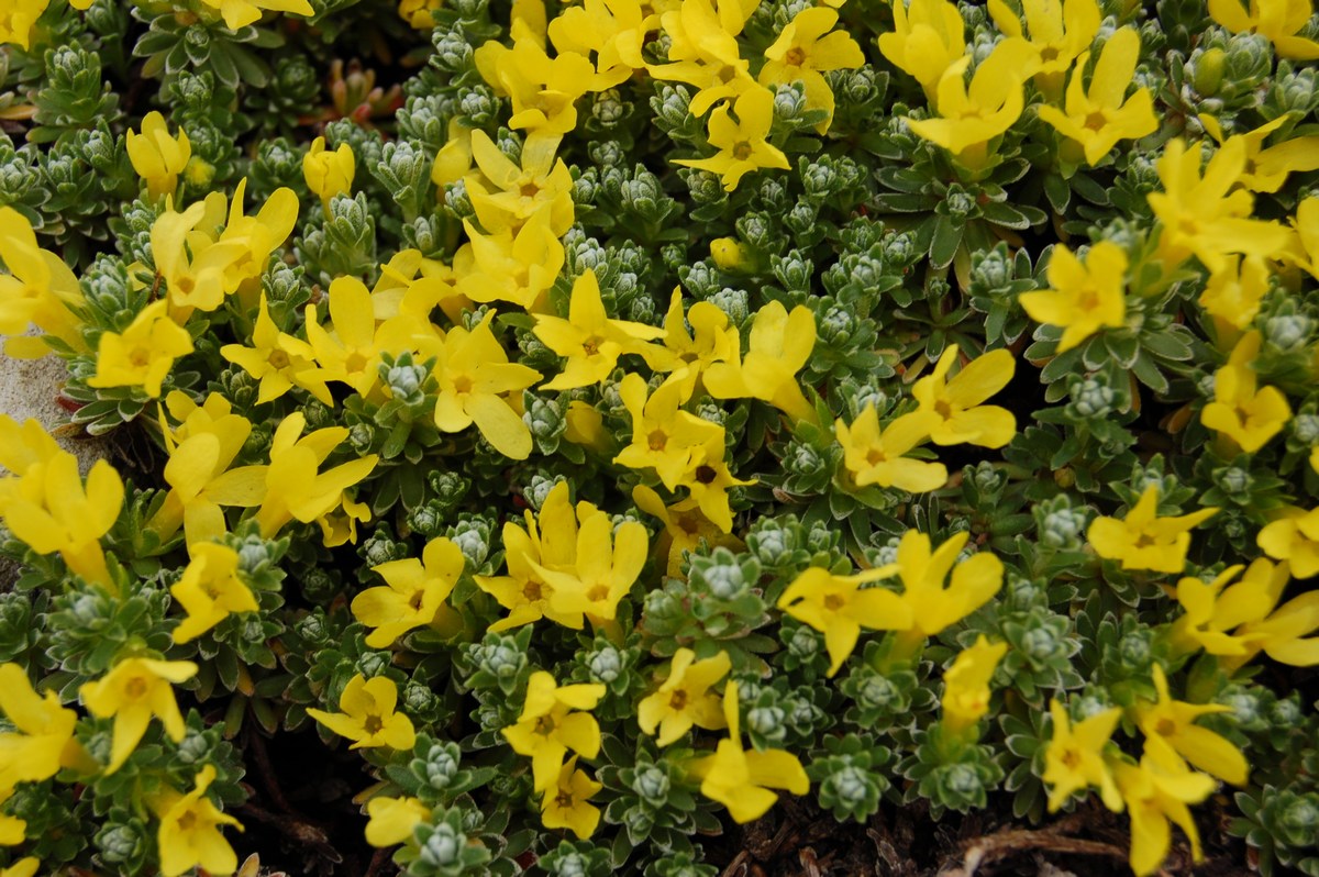 Androsace vitaliana  subsp. praetutiana / Vitaliana