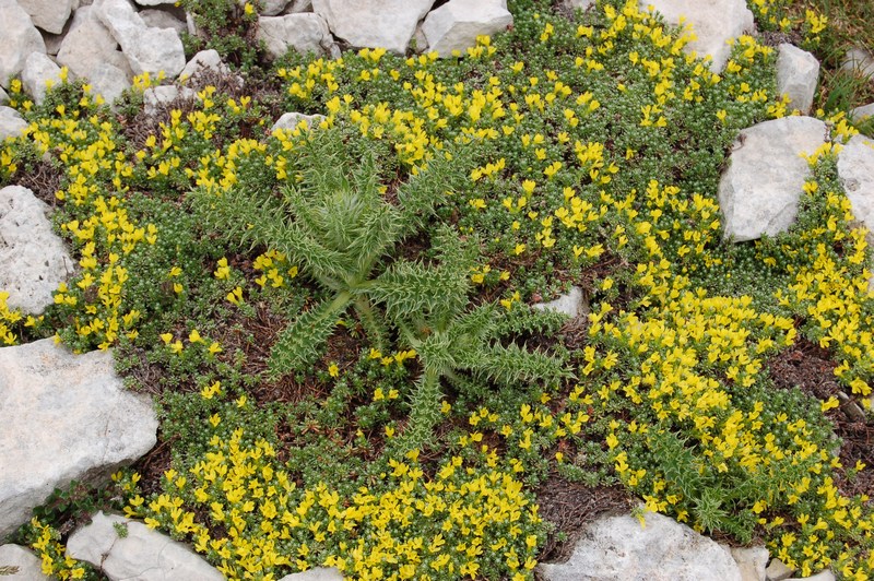 Androsace vitaliana  subsp. praetutiana / Vitaliana