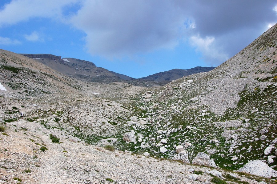 Androsace vitaliana  subsp. praetutiana / Vitaliana