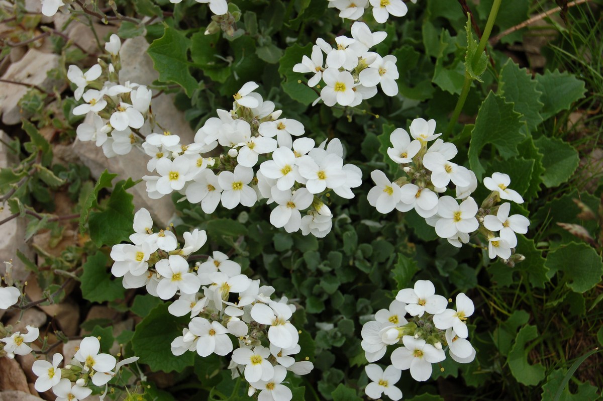 Arabette, voglia di primavera