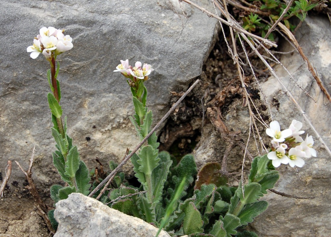 Arabette, voglia di primavera
