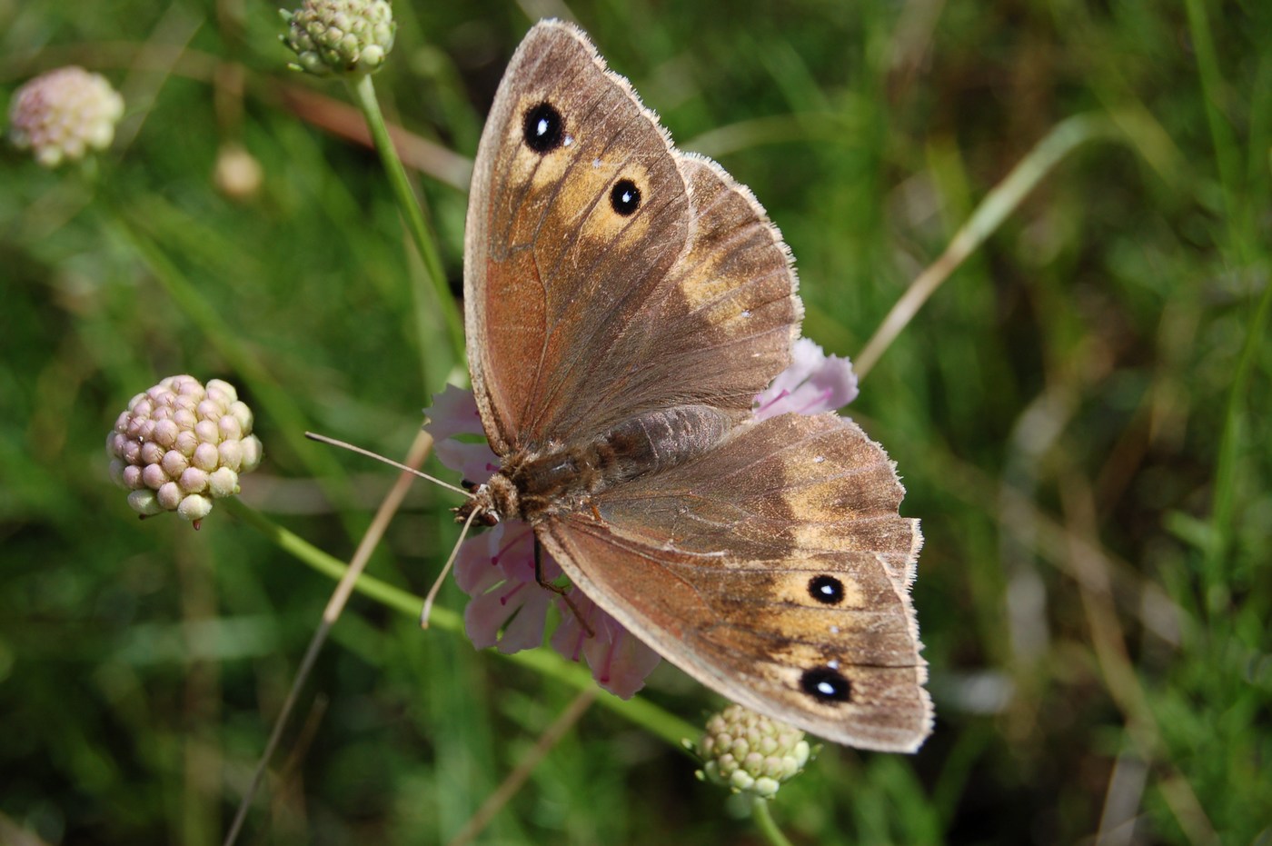 Satyrus ferula