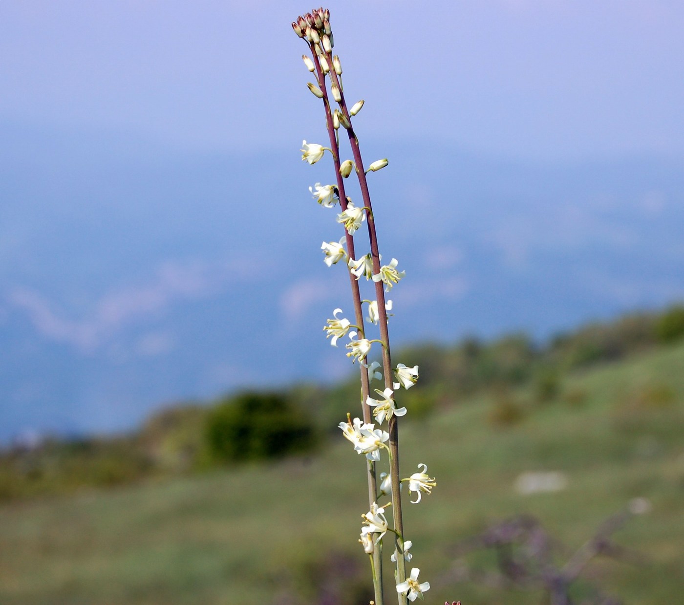 Arabette, voglia di primavera