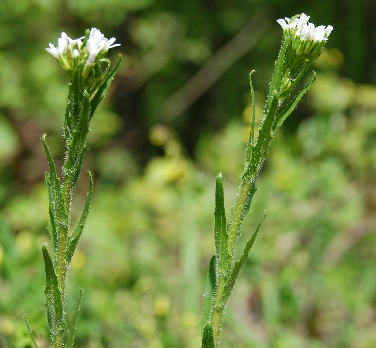 Arabette, voglia di primavera