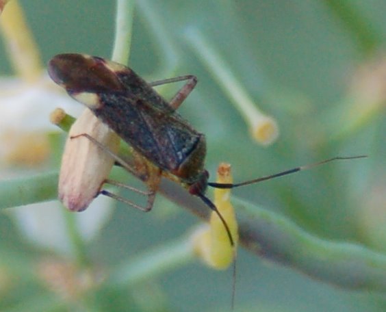 Eterotteri Miridi: Closterotomus e Dryophilocoris