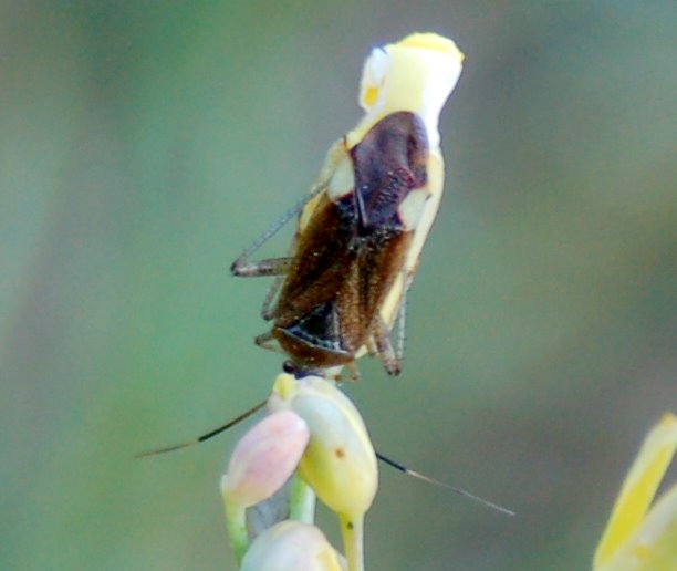 Eterotteri Miridi: Closterotomus e Dryophilocoris