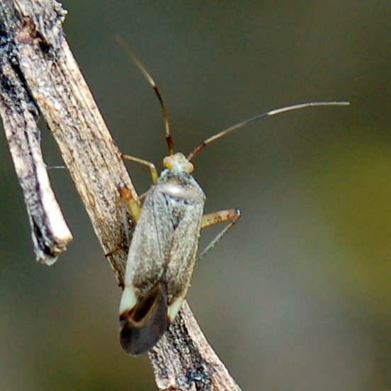 Eterotteri Miridi: Closterotomus e Dryophilocoris