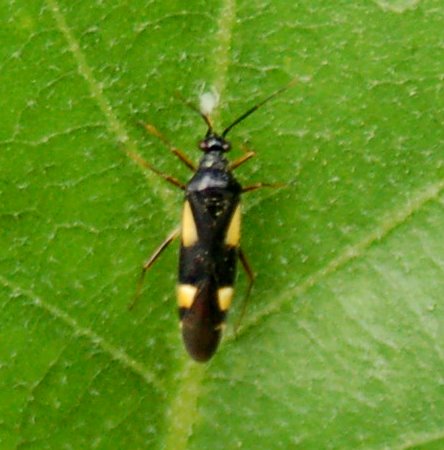 Eterotteri Miridi: Closterotomus e Dryophilocoris