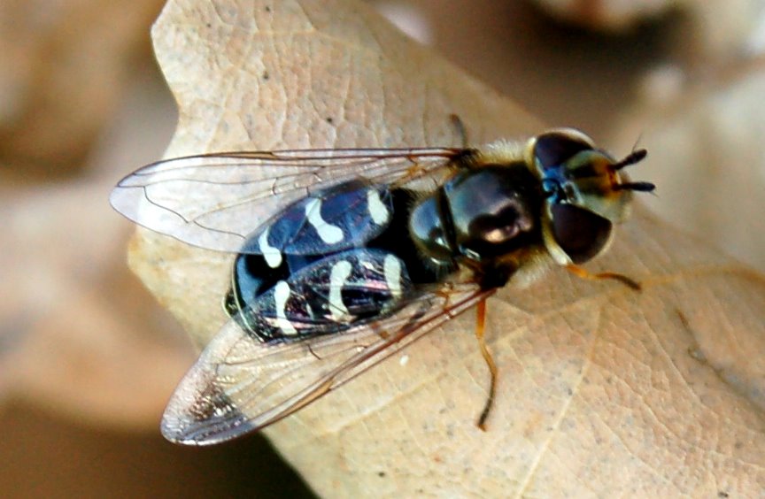 Scaeva pyrastri (Diptera, Syrphidae)
