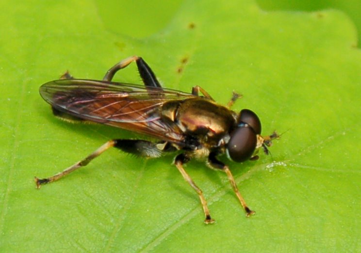 Xylota segnis (Diptera, Syrphidae)