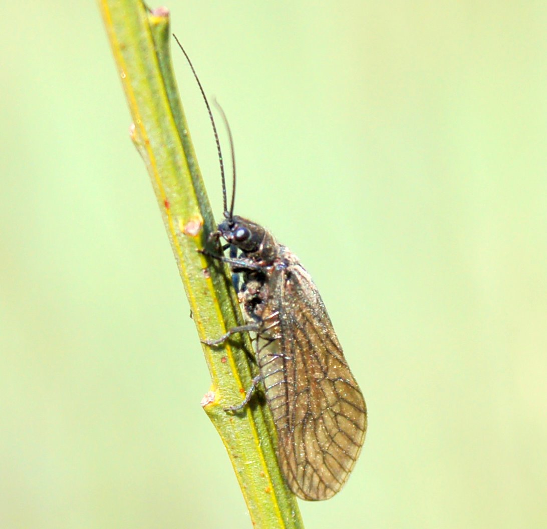 Sialis sp. (Megaloptera, Sialidae)