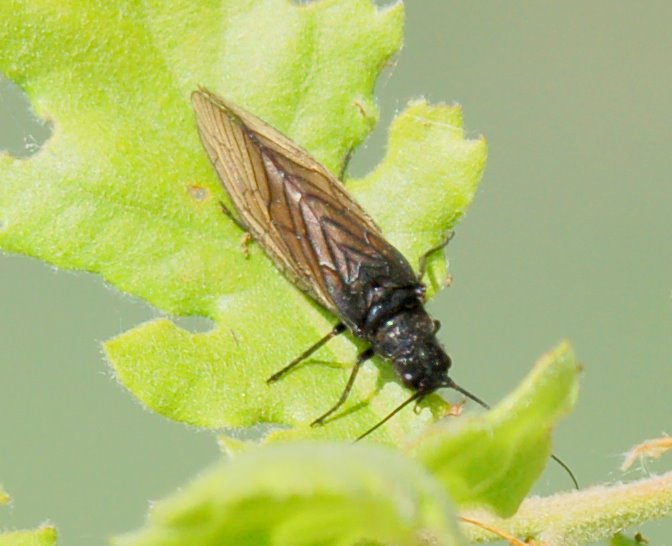 Sialis sp. (Megaloptera, Sialidae)