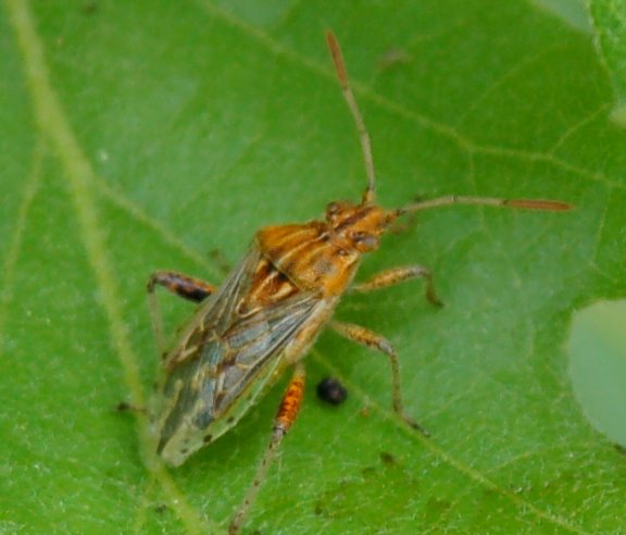 Eterotteri: Rhopalidae