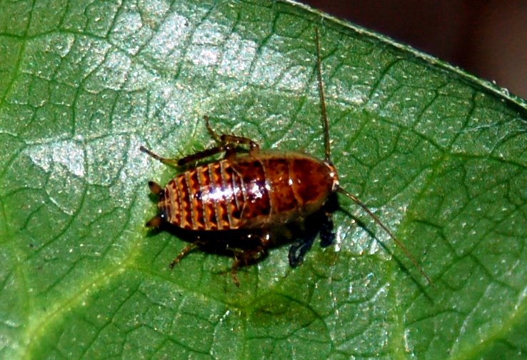 Ectobius sp.