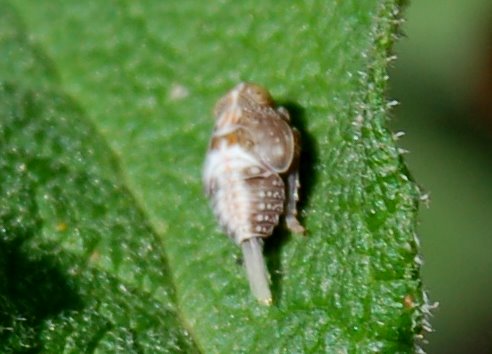 Ectobius sp.