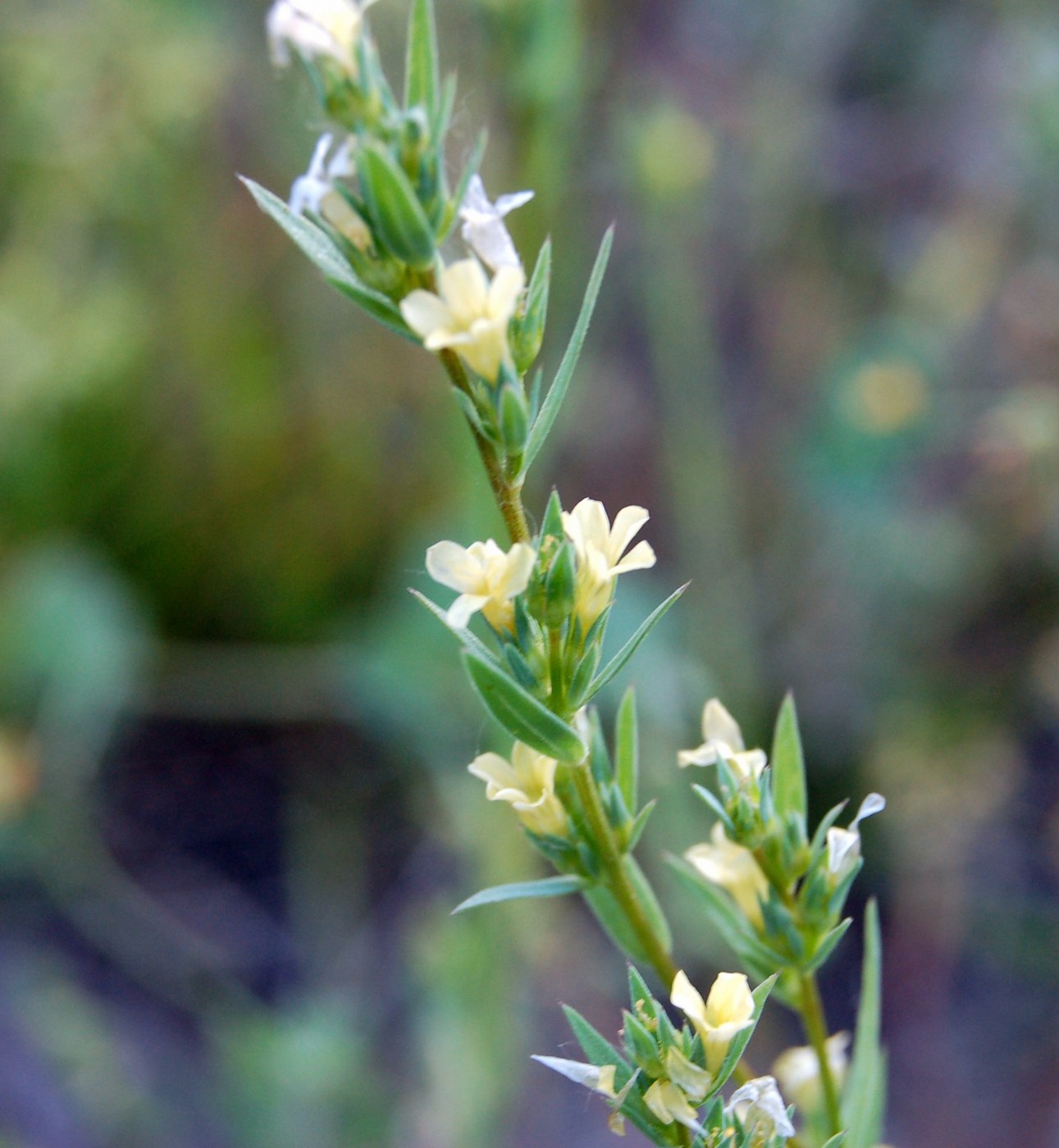 Linum a confronto