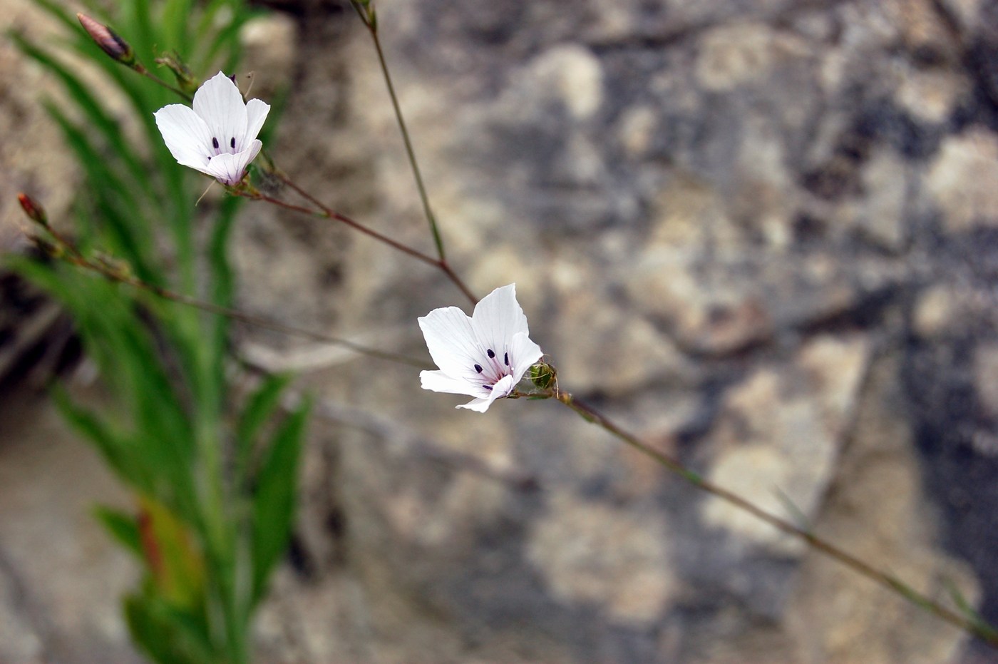 Linum a confronto