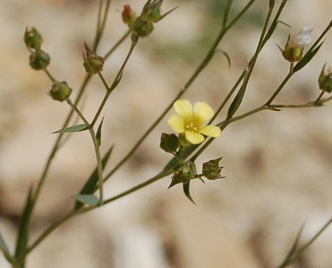 Linum a confronto